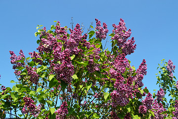 Image showing Violet lilac against blue sky.