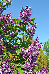 Image showing Beautiful lilac blooming.