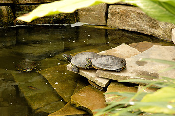 Image showing Turtle in a pond.