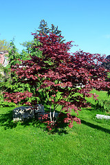 Image showing Small red oak tree.