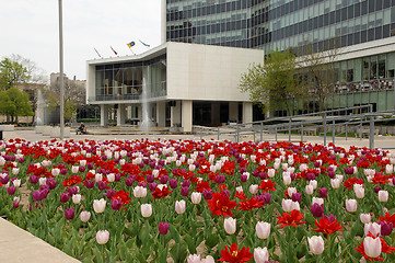 Image showing City hall of Hamilton with tulips.