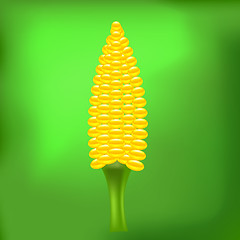 Image showing Cob Corn