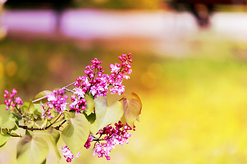 Image showing Spring flowers on the tree 