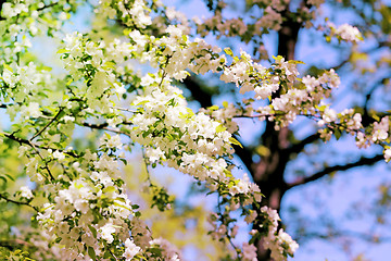 Image showing Spring flowers on the tree 