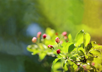 Image showing Spring flowers on the tree 