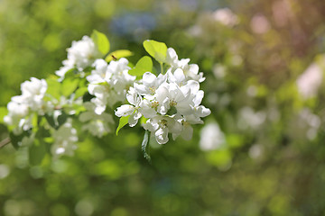 Image showing Spring flowers on the tree 