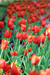 Image showing Spring beautiful flowers tulips 