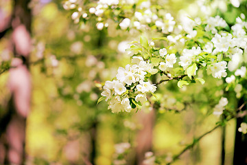 Image showing Spring flowers on the tree 