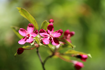 Image showing Spring flowers on the tree 