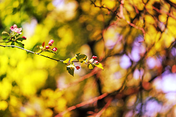 Image showing Spring flowers on the tree 