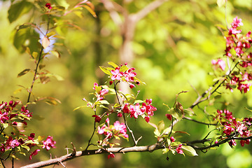 Image showing Spring flowers on the tree 