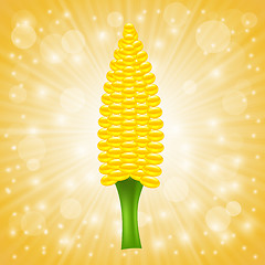 Image showing Fresh Cob Corn