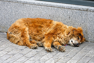 Image showing Stray Dog