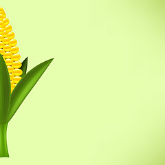 Image showing Yellow Cob Corn