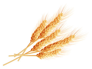 Image showing Wheat ears isolated on white background. EPS 10