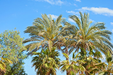 Image showing Palm tree tops against a blue sky