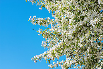 Image showing Prunus padus blossom