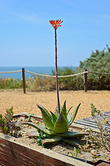 Image showing Aloe flower in Praia da Rocha, Portugal