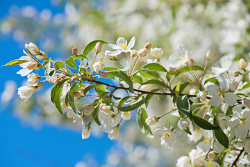 Image showing Prunus bird cherry, macro