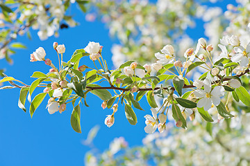 Image showing Prunus padus blossom, macro