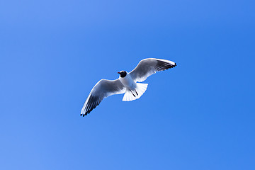 Image showing Gull soaring in blue sky