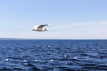 Image showing Ggull flying over the lake