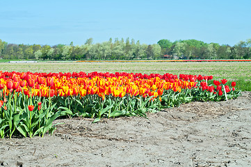 Image showing Red tulips field in Holland