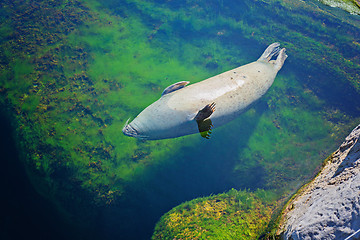 Image showing Common seal is swimming in the water