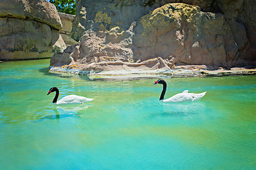Image showing Two black-necked swans