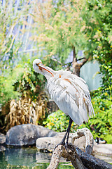 Image showing Little white egret