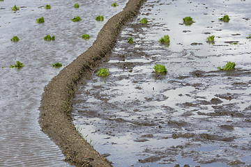 Image showing Muddy Rice Paddy