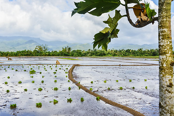 Image showing Philippines Rice Seedlings