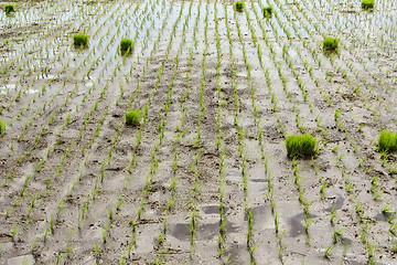 Image showing Rice Paddy