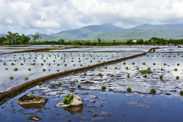 Image showing Philippines Rice Paddy