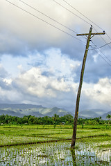 Image showing Philippines Rice Seedlings