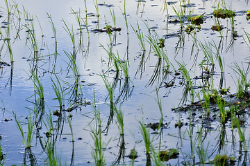 Image showing Philippines Rice Seedlings