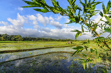 Image showing Philippines Rice Seedlings