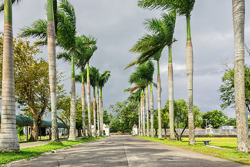 Image showing Palm Lined Road
