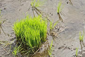 Image showing Philippines Rice Seedlings