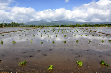 Image showing Philippines Rice Seedlings