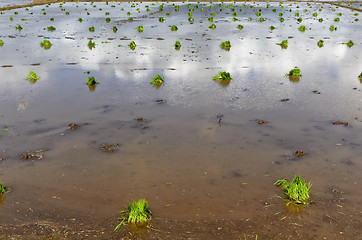 Image showing Philippines Rice Seedlings