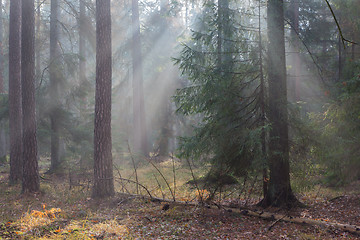 Image showing Autumnal misty morning in the forest