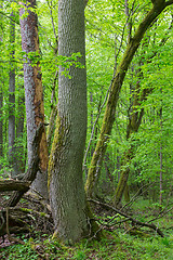 Image showing Old ash tree in spring