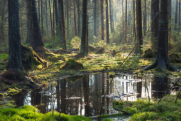 Image showing Natural coniferous stand of Bialowieza Forest Landscape Reserve