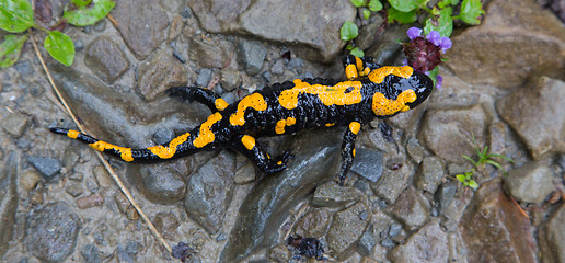 Image showing Fire Salamander in rain closeup