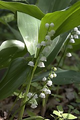 Image showing Flowering Lilly-of-the-valley close-up