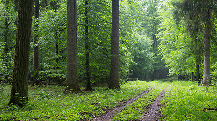 Image showing Straight ground road leading across forest