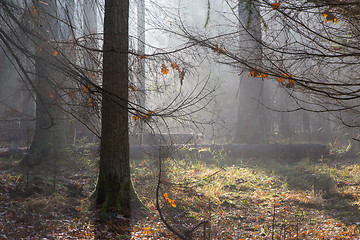 Image showing Autumnal misty sunrise in the forest