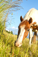 Image showing Horse in denmark and blue sky