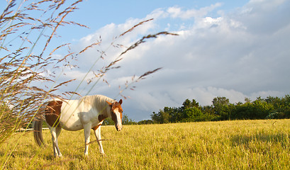 Image showing Horse in denmark and blue sky